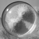 Illustration for article titled These Paper Models of Microbes and Cells Are Beautiful
